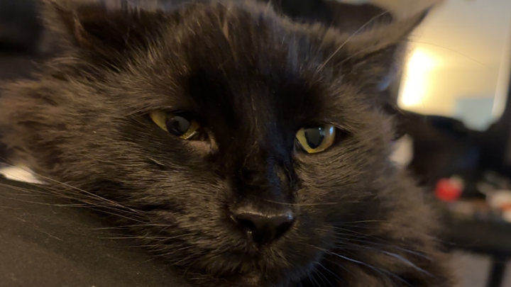 Keep Our Beloved Pet with Your Help campaign photo, 1 of 8