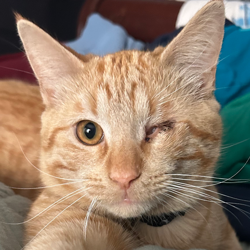 Help Mad-Eye, Harry, and Ron Get Medical Care