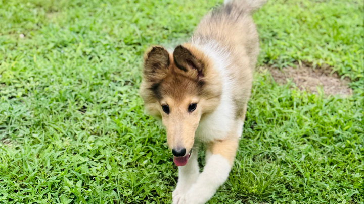 Help Jailynn raise money to pay off her Service Dog prospect campaign photo, 1 of 5