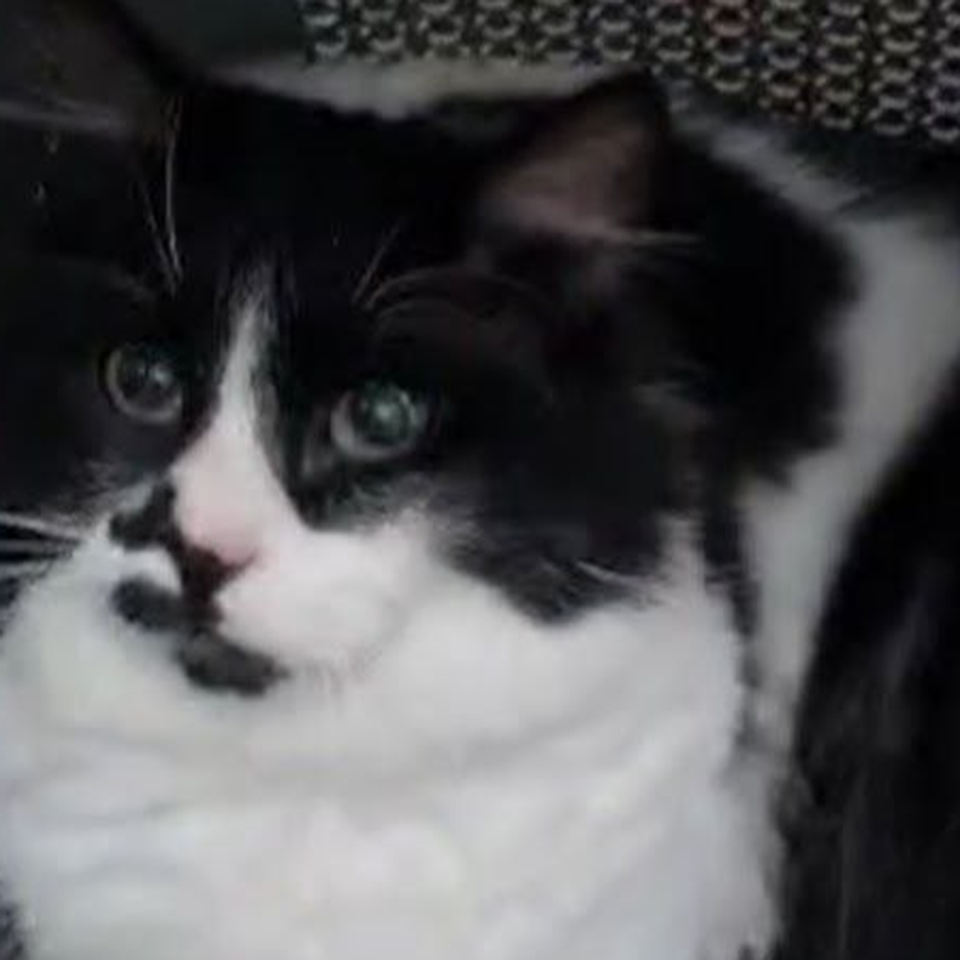 Fundraiser by Mattia Urbani : Sostegno per le cure del mio gatto Eugenio, image size:960x960