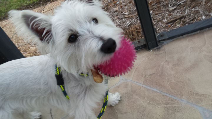 Help Jake, Our Westie, Get Lifesaving Care campaign photo, 1 of 5