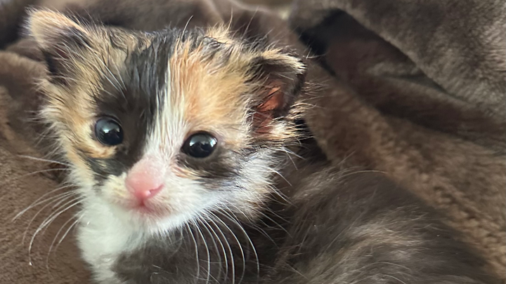 Donate for Moana’s (Olive’s) Healing Journey campaign photo, 1 of 8