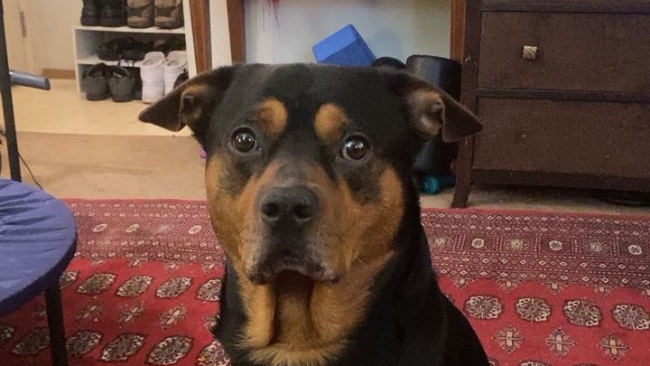 Help Tupac Get Life-Saving Vet Care campaign photo, 1 of 8