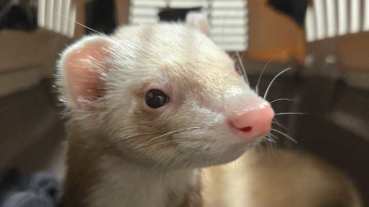 Save Craig's Toe: Emergency Vet Funds Needed campaign photo, 1 of 8