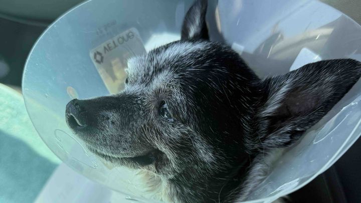 Help Babio Heal: Lex LasVegas Needs Your Support campaign photo, 1 of 9