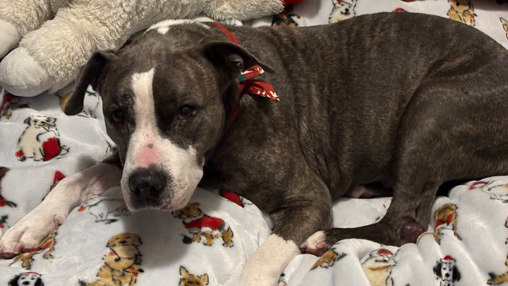Help Doc-Hudson Get Urgent Surgery campaign photo, 1 of 3