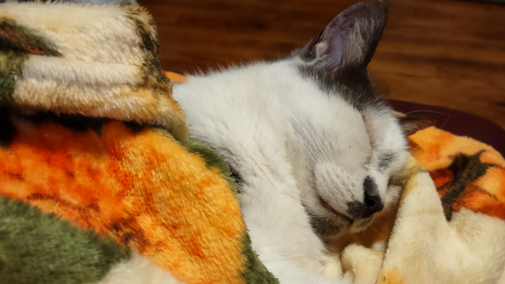 Help Sweets Get the Vet Care He Needs campaign photo, 1 of 7