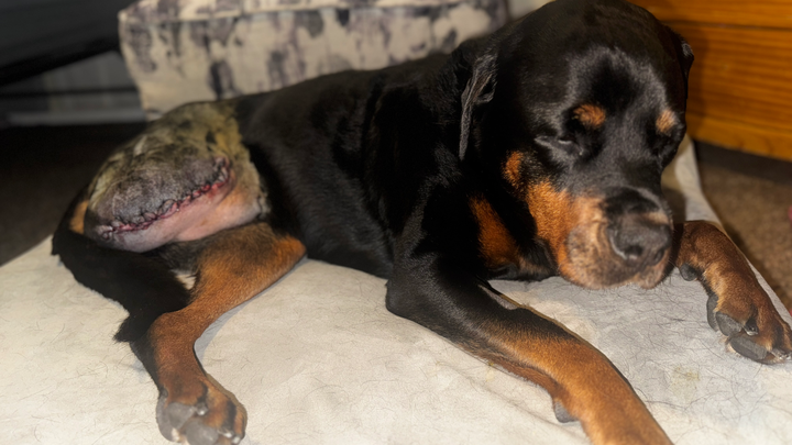 Support Penny's Fight Against Bone Cancer campaign photo, 1 of 8