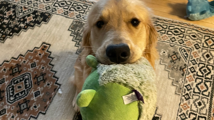 Support Mozzarella's Epilepsy Treatment campaign photo, 1 of 8