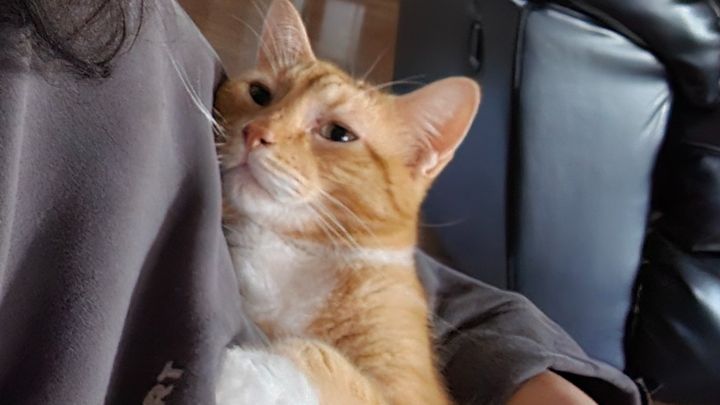 Support Cheech's Life-Saving Surgery campaign photo, 1 of 3