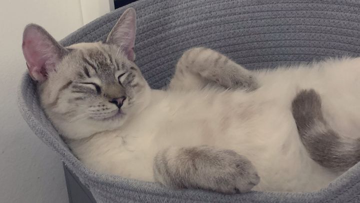 Help Gouda and Siobhan with Kitty Leg Amputation campaign photo, 1 of 3