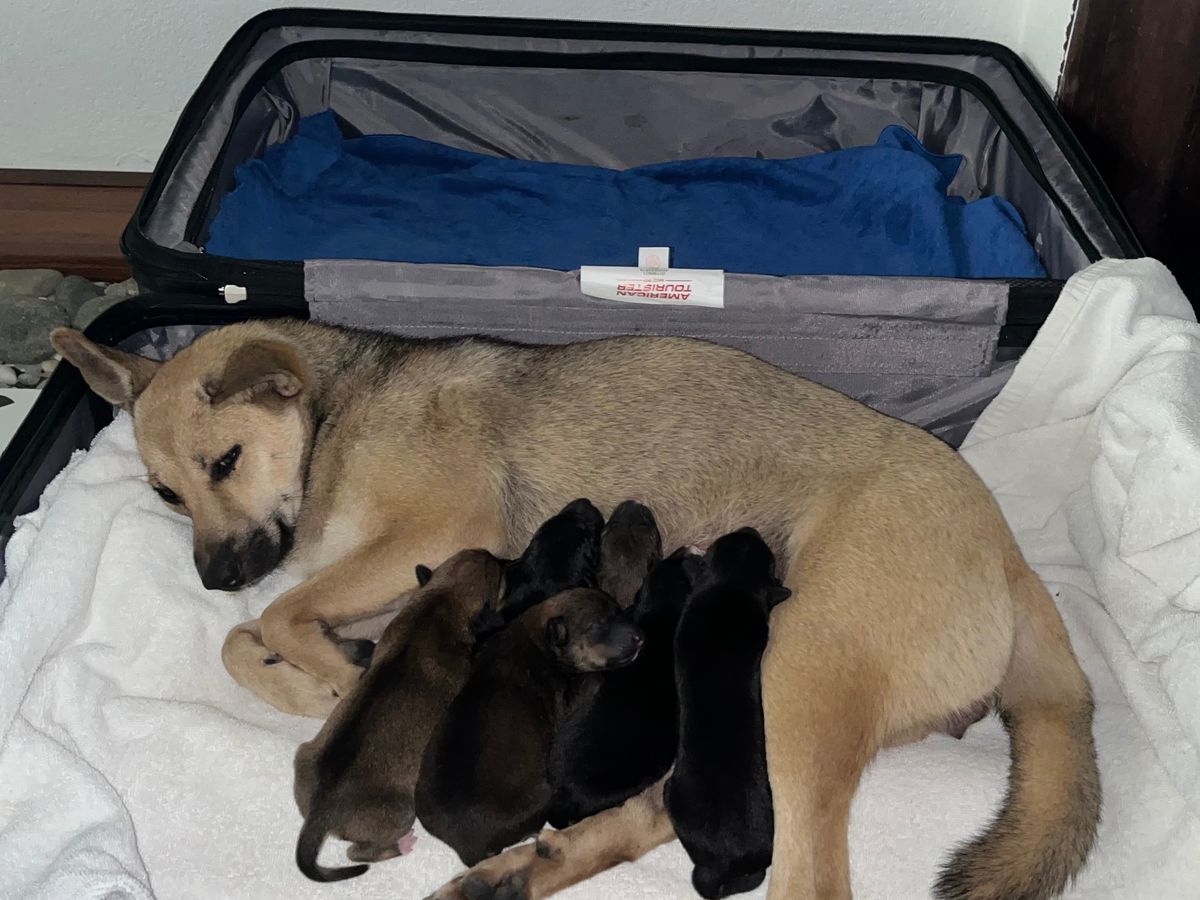 Rainstorm Rescued Puppies in my suitcase campaign photo, 1 of 4