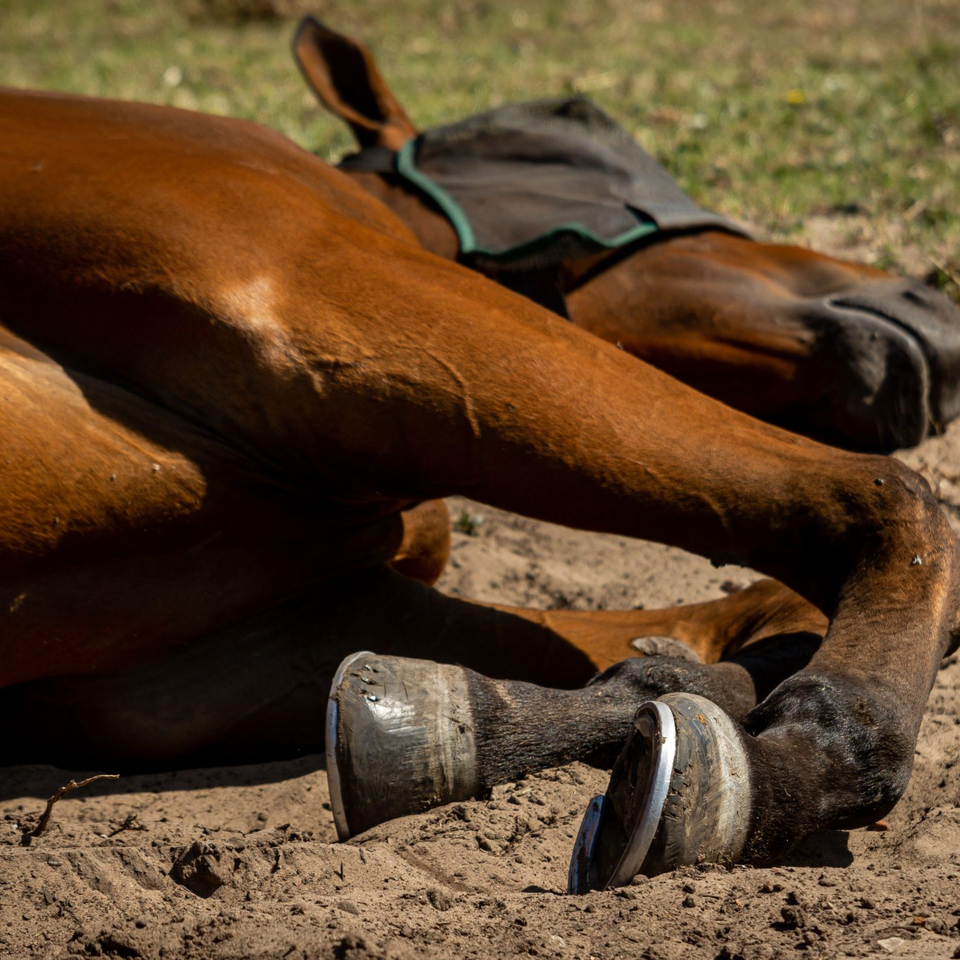 Help Save Cheyenne: Our Family Horse in Crisis
