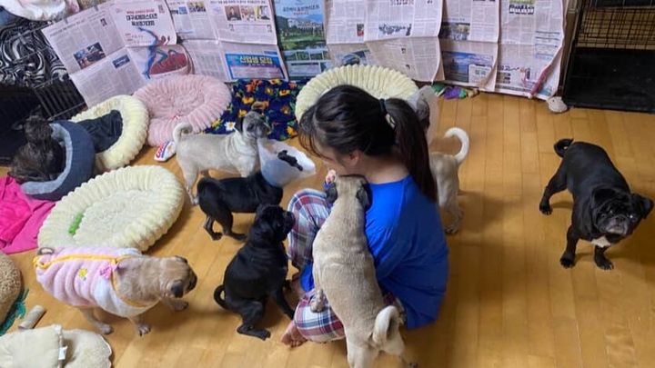 Help Us Clear Our Vet Debt & Get Back to Saving Pugs campaign photo, 1 of 3