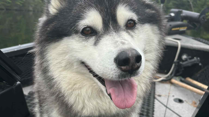 TPLO Surgery for Luna campaign photo, 1 of 8