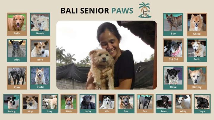 Help Save the Home of 23 Senior Rescue Dogs campaign photo, 1 of 8