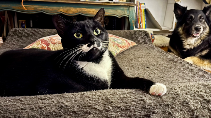 Stanley Needs Urgent Help for Life-Saving Treatment campaign photo, 1 of 8