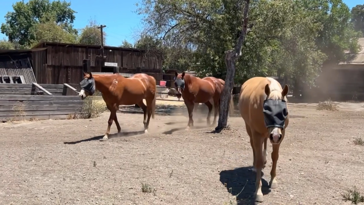 Support Into the Light Horse Sanctuary campaign photo, 1 of 8