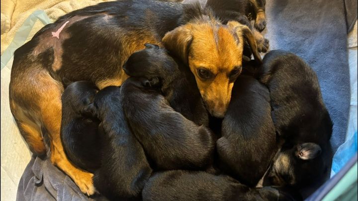 Be a HERO, Help Save HERO Hound Rescue campaign photo, 1 of 7