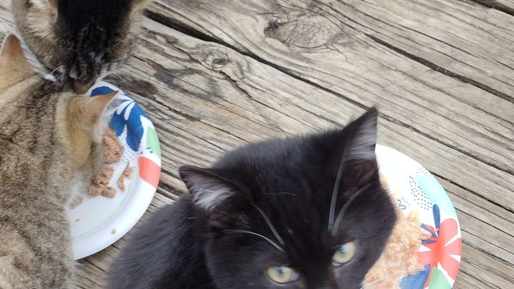 Help Feral Cats Get Vet Care & Homes campaign photo, 1 of 3
