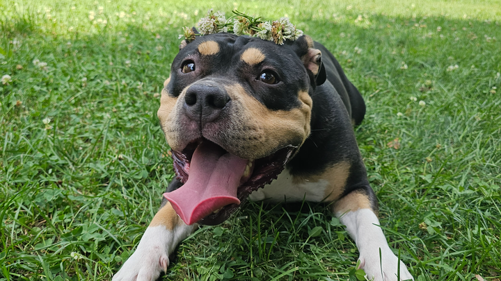 Zoeys Surgery Funds campaign photo, 1 of 3