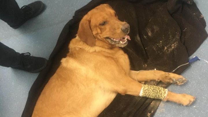 Main fundraiser photo