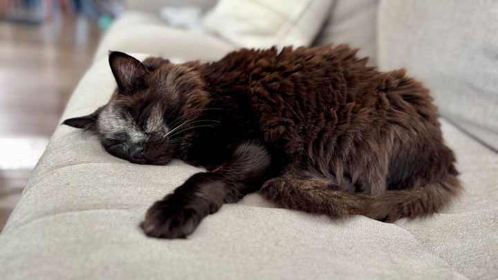 Please help us help Lando! campaign photo, 1 of 5