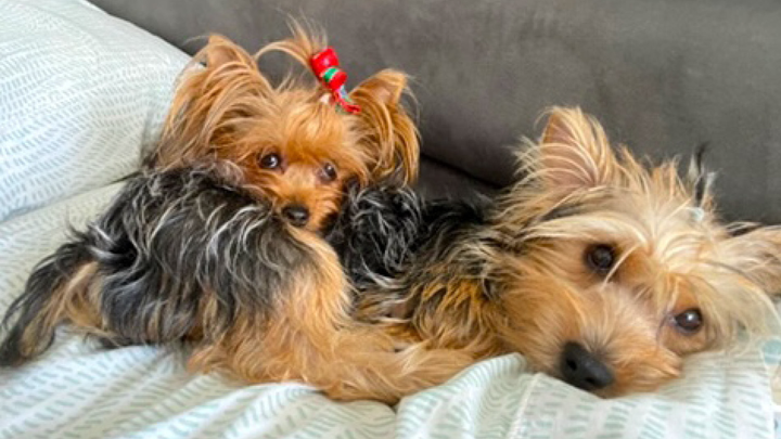 Bring Two Yorkies Home to Their Parents: Colombia to NYC campaign photo, 1 of 6