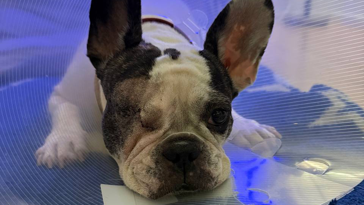 Eye surgery for our dog campaign photo, 1 of 8