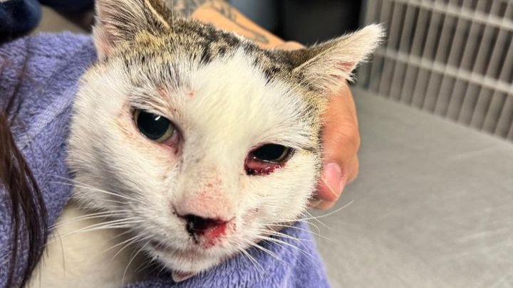 Nutmeg Fought to Survive. Now She Needs You. campaign photo, 1 of 5