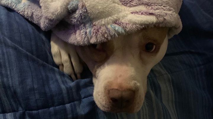 Help Nala Get Life-Saving Surgery campaign photo, 1 of 5