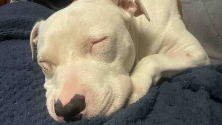 Help Bella – Emergency Pyometra Surgery campaign photo, 1 of 6