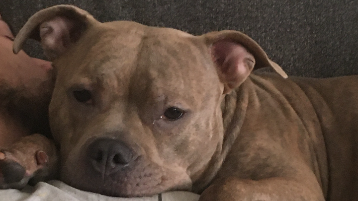 Please help Stormy get the surgery she needs campaign photo, 1 of 3