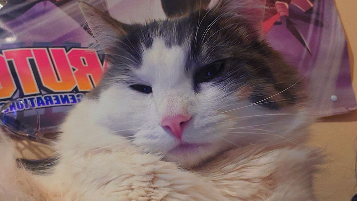 Help My Sweet Cat Get His Inhaler campaign photo, 1 of 8