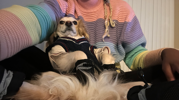 Urgent: Help Sylvie and Howl Relocate campaign photo, 1 of 3