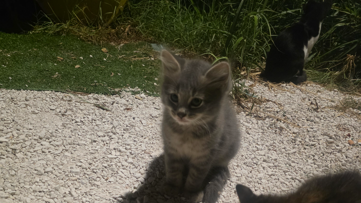 CRITICAL: Get Mother Cat and Her Two Babies OFF Busy road campaign photo, 1 of 7