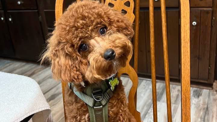 Help Rusty Recover from a Devastating Attack campaign photo, 1 of 5