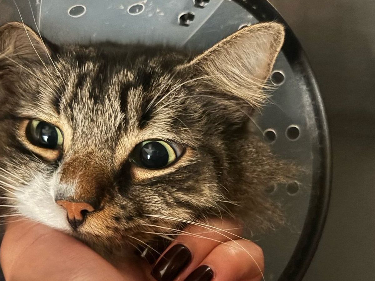 Fundraiser by Reed Dungan : Help Nugget With ER Vet Bills