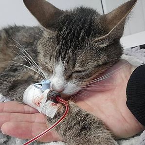 Mahmoud Hamed Mahmoud