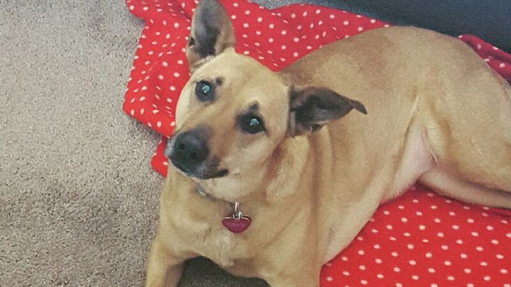 Please Help Our Ruby campaign photo, 1 of 3