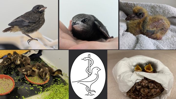 Wildvögel in Not - deine Hilfe zählt! campaign photo, 1 of 4