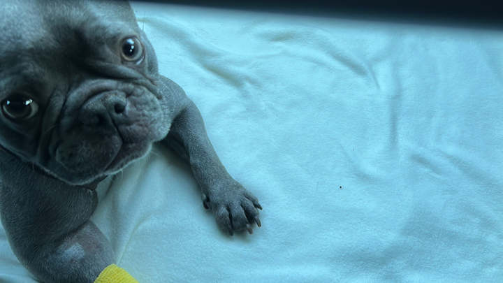 Bandscheibenvorfall op ( französisch Bulldogge) campaign photo, 1 of 7