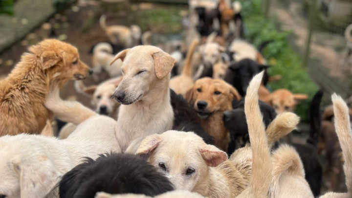 Help Feed 450 Rescue Dogs at Aseman Dog Shelter Bali campaign photo, 1 of 8
