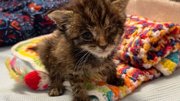 Help Sunshine - 3 week old kitten dumped in extreme heat! campaign photo, 1 of 6