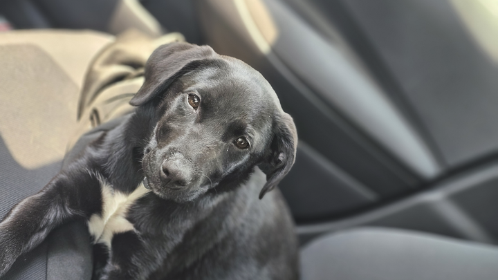 Donate to Help Train a Service Dog for Bailey campaign photo, 1 of 7