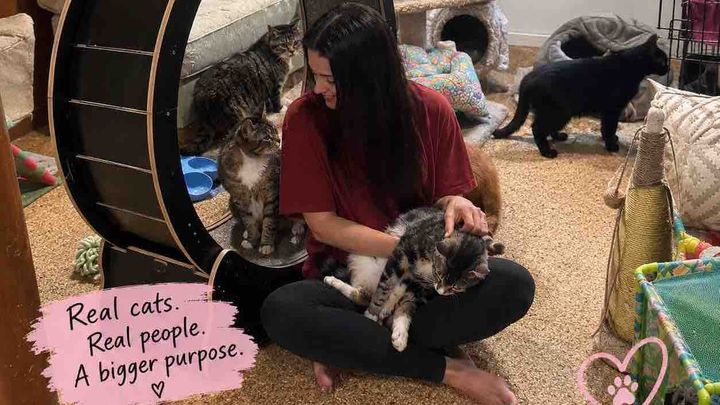 Support Camila's Mission for Bronx Stray Cats campaign photo, 1 of 5