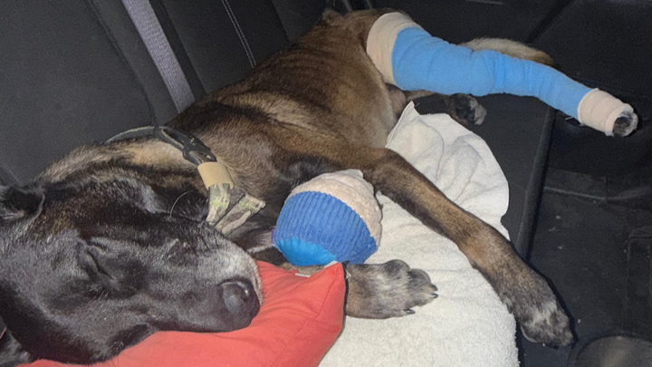 Support Juice’s Surgery After Being Shot campaign photo, 1 of 8