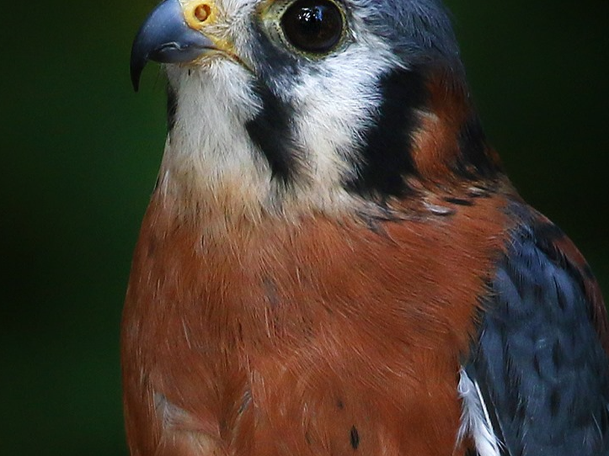 Fundraiser’s main image