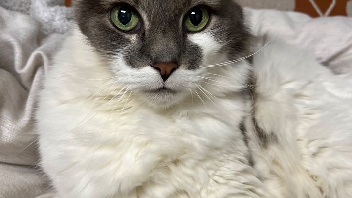 Support Rosey's Urgent Ear Surgery campaign photo, 1 of 8