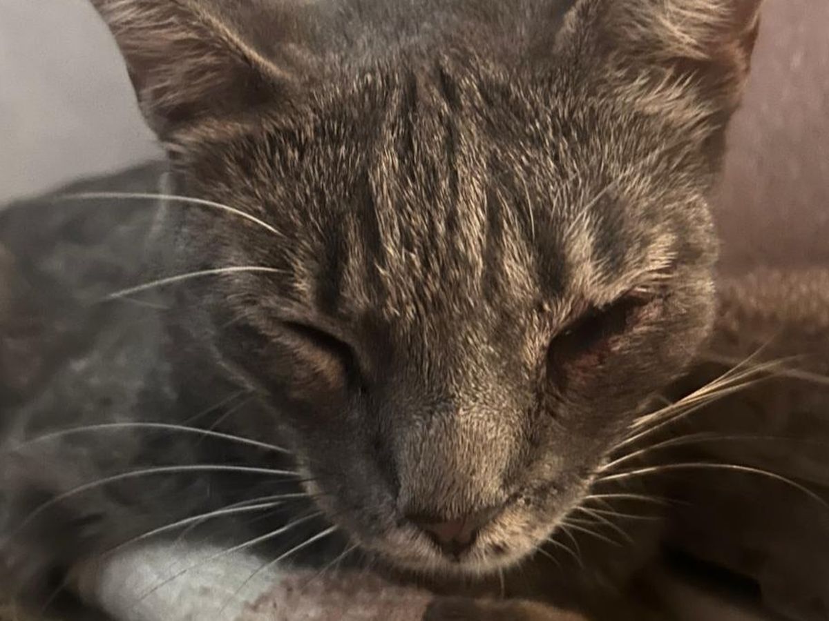 Fundraiser by Arianna Tahan : Aiutiamo Koray, il gatto di Via